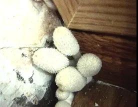 卫生间门边长蘑菇?原来是门槛石惹的祸,防水重点! 防水涂料,家装防水施工,卫生间防水,朗凯奇防水,堵漏王,朗凯奇