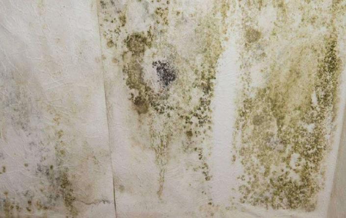 做防水工程施工墙面发霉怎么处理? 防水涂料